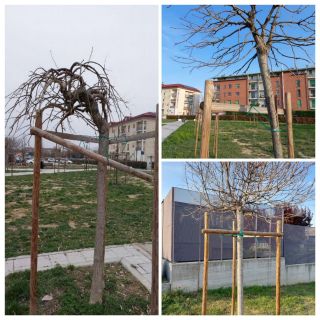 Area verde nuovo parco viale Pilone: interpellanza dei consiglieri di minoranza: &quot;Gli alberi sono morti&quot;