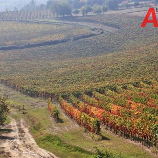 I costi dell'agricoltura raddoppiano per i rincari delle materie prime. Le aziende sono in crisi