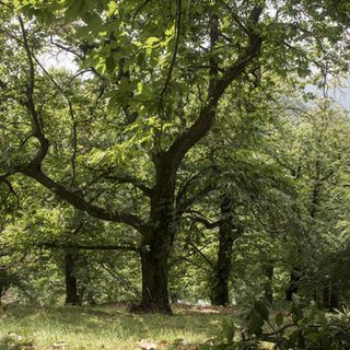 Fase 2: in Piemonte riparte la manutenzione di boschi e foreste