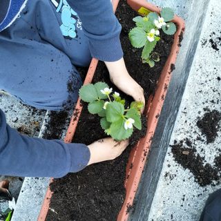 Alla scuola primaria di Isola, nella Giornata della Terra, si piantano fragole e si coltiva insalata [FOTO]