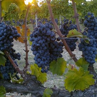 Vendemmia 2021: prezzi all'ingrosso delle uve dalla commissione prezzi della Camera di Commercio