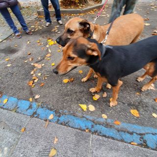 Muore a 50 anni colto da malore, in piazza Catena. Il vicino di casa fa un appello per i due cagnolini rimasti soli