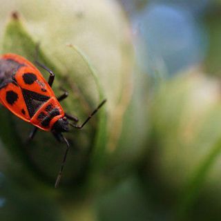 Al CPIA 1 di Asti la mostra &quot;Il grido della terra&quot;, nell'ambito dell'iniziativa &quot;Biodiversità? Sì, grazie&quot;