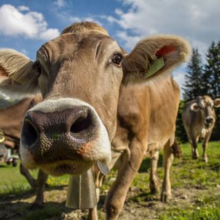 Confagricoltura Piemonte sulla qualità dell’aria.  “Faremo la nostra parte, ma chiediamo maggior attenzione  alla sostenibilità economica degli allevamenti”