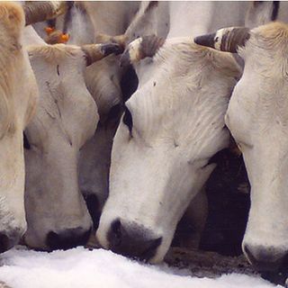 Sviluppo rurale Piemonte: aperto bando da 7 milioni di euro per il benessere animale