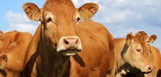 Apre alla Mandria di Isola d’Asti  un’agrimacelleria targata Cia