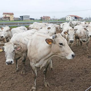 Un piano straordinario per gli allevamenti bovini. Confagricoltura lo chiede alla Regione