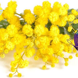 Asti e dintorni: speciale Festa della Donna