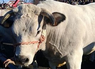 Edizione 2021: il Bue d’Oro di Carrù si fa in tre. Il prestigioso riconoscimento consegnato ai professori Guarda e Biagini e al veterinario astigiano Solito