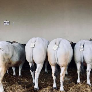 La Fiera del Bue Grasso di Moncalvo in diretta streaming dalle 10