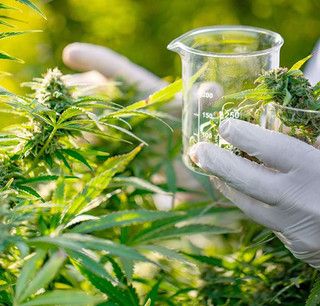 Cannabis, la storia di una coppia astigiana in ‘lotta’ contro la mancata distribuzione del farmaco