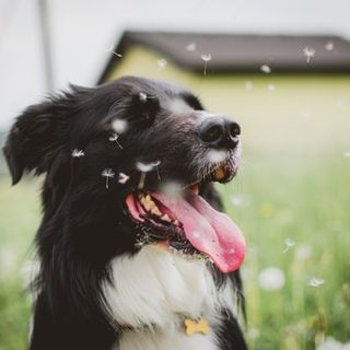 Piemonte, ottomila cani persi: la metà sono stati ritrovati perché provvisti di microchip