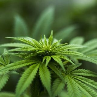 Pianta di cannabis