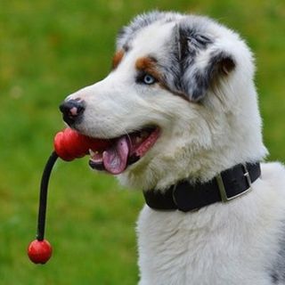 &quot;Le ceneri degli animali domestici tumulate con le spoglie del padrone&quot;: la proposta della Lega in Piemonte