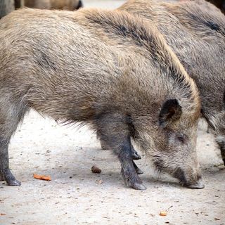Peste suina africana, Coldiretti Asti: &quot;Bene le proposte dell'Assessorato alla Sanità&quot;
