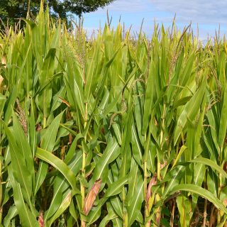 I campi di mais piemontesi assorbono sei milioni di tonnellate di CO2 all’anno