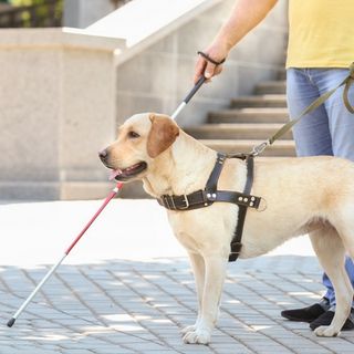 In Biblioteca ad Asti un incontro sull'importanza dei cani guida