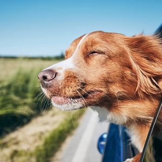 Viaggiare con il proprio animale diventa più facile