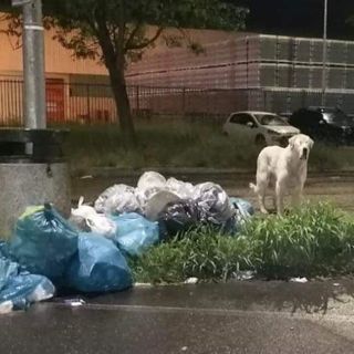 Un cane di grossa taglia si aggira per Quarto, banchettando con l'immondizia: &quot;Un pericolo per gli automobilisti&quot;