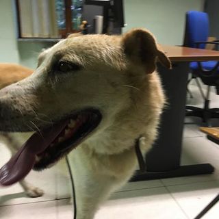 La polizia stradale di Asti mette in salvo un cane trovato vicino alla Caserma