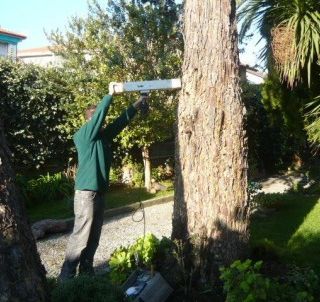 In viale Risorgimento a Canelli 29 alberi in condizioni precarie. Il sindaco: &quot;Serve una sostituzione&quot;