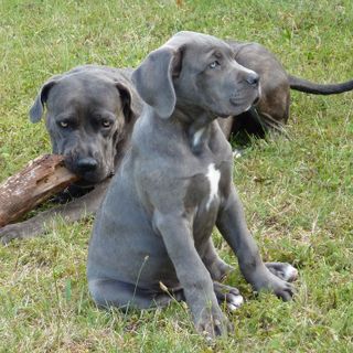 Il sindaco di Asti Maurizio Rasero firma l'ordinanza per la rimozione delle deiezioni di animali e per la pulizia del suolo pubblico