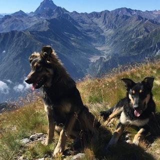 M5S: &quot;Stop al bracconaggio in Piemonte. Cirio stanzi più soldi per assumere guardie faunistiche&quot;