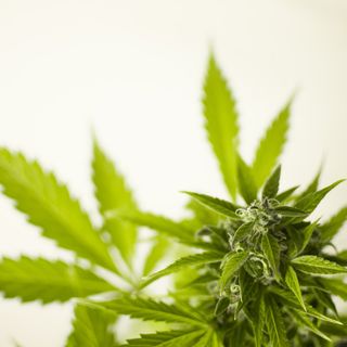 Cannabis legale: cosa dice la nuova legge regionale