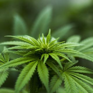 Cresce ancora il mercato della cannabis legale, grazie anche alla consegna anonima a domicilio