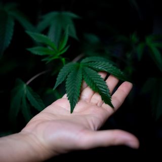 Cannabis light: 5 cose da sapere sulla legge