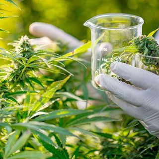 Cannabis, la storia di una coppia astigiana in ‘lotta’ contro la mancata distribuzione del farmaco