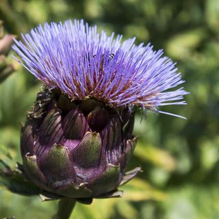 Arriva la primavera...depuriamoci! (VIDEO)