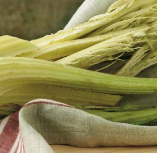 Cardo Gobbo di Nizza, una prelibatezza astigiana che piace anche all’estero