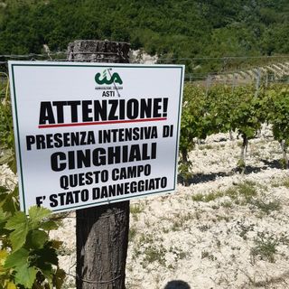 Peste suina, Coldiretti: &quot;Pochi abbattimenti di cinghiali, emergenza senza fine&quot;