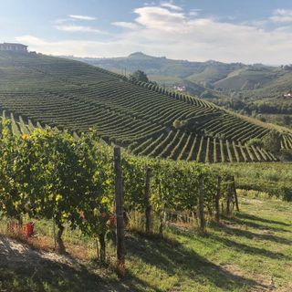&quot;Vini che sapranno emozionare&quot;. Un'annata 'tailor made'