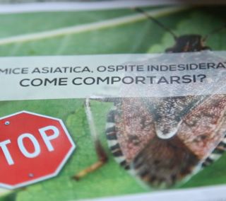 Moria del kiwi, cimice asiatica e &quot;Popilla Japonica&quot;: all'Agrion si fa il punto su tre emergenze fitosanitarie piemontesi (VIDEO)