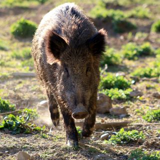 Regione Piemonte: 900mila euro per la caccia e proroga per il contenimento del cinghiale
