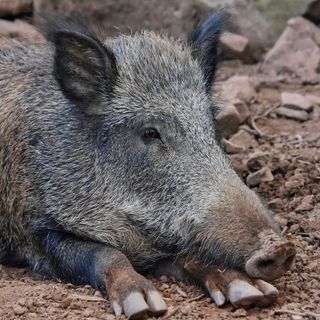 Peste suina africana: nell'Astigiano si allarga la zona rossa e arrivano nuove celle frigo per le carcasse