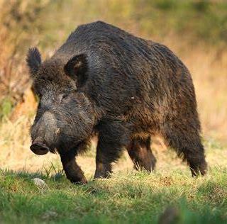 In Piemonte, a Ovada, il primo caso di cinghiale morto per peste suina. Icardi: &quot;Stiamo agendo con massima tempestività&quot;