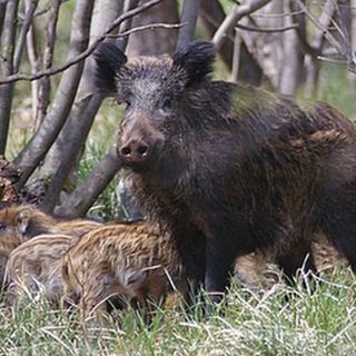 Peste suina, arriva l'ordinanza: in Liguria e Piemonte vietati caccia, trekking e la raccolta di funghi e tartufi