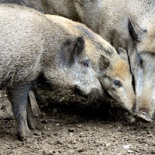 In Piemonte triplicati gli abbattimenti di cinghiali