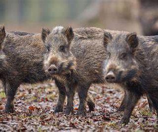 Sterilizzazione dei cinghiali: un mangime speciale e innocuo per la natura approvato dalla commissione del ministero delle Politiche agricole