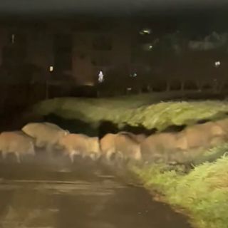 Ancora un avvistamento di cinghiali in gruppo. Ieri sera a Bubbio in 15 hanno attraversato la strada [VIDEO]