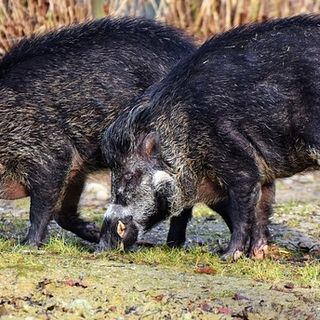 PSA, Confagricoltura Piemonte:  &quot;Necessarie nuove importanti misure  per il controllo dell'emergenza&quot;
