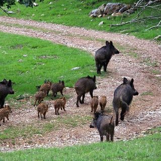 Epidemia di PSA in Piemonte e Liguria: da Confagricoltura un appello per l’azione coordinata