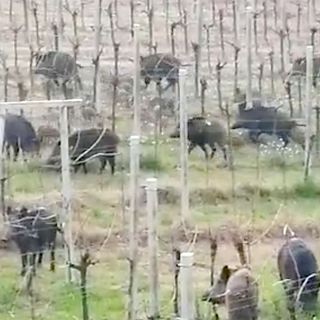 Un branco di cinghiali in una vigna