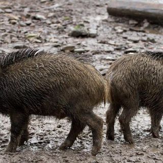 Danni animali selvatici: i vertici Coldiretti  hanno incontrato il Prefetto di Asti