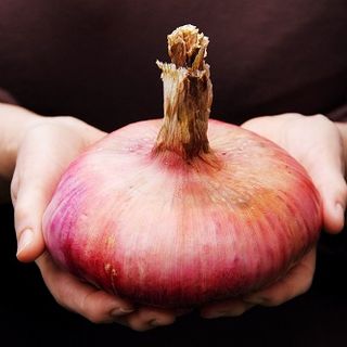 Alla cooperativa Rava e Fava di Asti parte l'attesa cooperazione con i presìdi Slow Food
