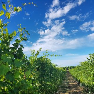 Langhe, Monferrato e Roero nel &quot;gotha&quot; delle migliori destinazioni enogastronomiche del mondo