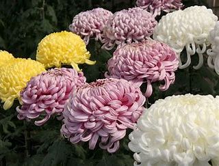 Ognissanti e fiori ai defunti: con il caro energia Sos dei vivai in crisi